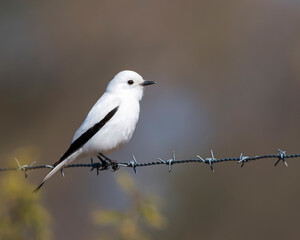 monjita blanca