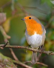 Robin redbreast in urban house garden in the UK.