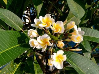 close-up view of some yellow and white plumeria rubra fragrant flowers with leaves in a garden