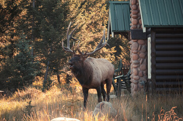 Largest Elk, Wapiti with antler bugling in autumn forest near cottage at Jasper national park