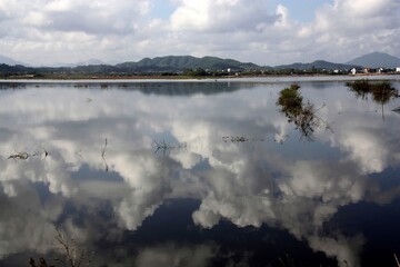 Rizière vietnamienne