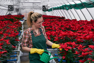 hands of a female gardener in a greenhouse takes care of poinsettia flowers, adding fertilizing to the soil