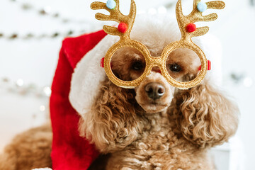 dog apricot poodle in new year decorations ready for Christmas party