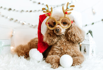 dog apricot poodle in new year decorations ready for Christmas party
