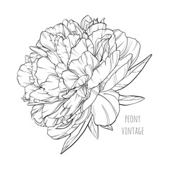 Vector vintage black and white peony with leaves. Decorative illustration with thin strokes. Blooming flower. Hand-drawn shaded image. Realistic plant. Element for the design of cards and invitations.