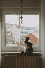 Beautiful cat sitting on the window and enjoy the view outside