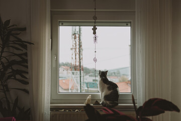 Fototapeta na wymiar Beautiful cat sitting on the window and enjoy the view outside, rear view