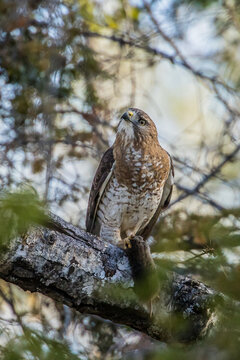 coopers hawk feeding on mouse