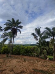 Obraz na płótnie Canvas Coqueiro paisagem