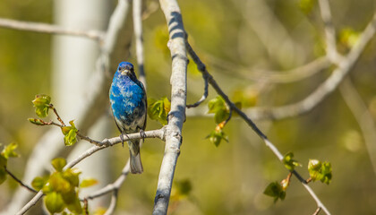 Indigo bunting in trees