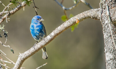 Indigo bunting in trees