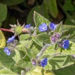 pretty blue flowers of the green alkanet