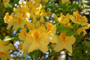 Obraz na płótnie Canvas beautiful bright yellow flowers of a rhododendron