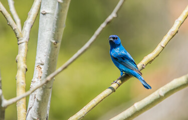 Indigo bunting in trees