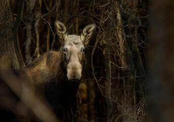 wild moose in the autumn forest 