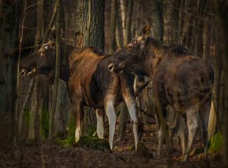 Two wild moose in the autumn forest 