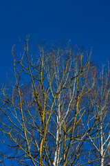 Trees with blue sky backround