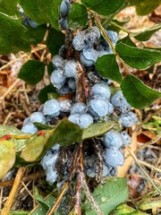 Branches, leaves and fruits of Mahonia aquifolium covered with  ice glaze after an overnight freezing rain. Oregon grape is a species of flowering plant in the family Berberidaceae