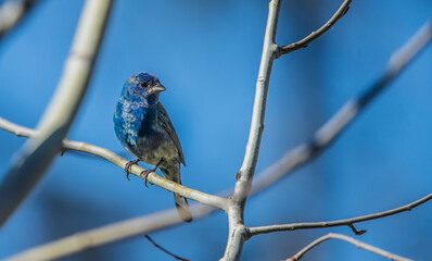 Indigo bunting in trees