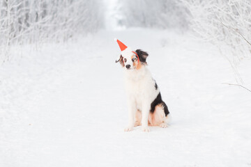 Australian shepherd in Santa hat sitting in winter forest