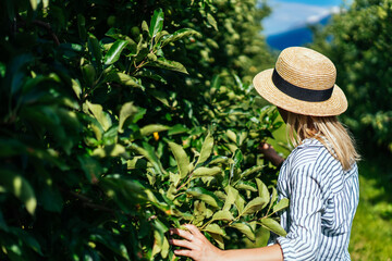 Anonymous woman in apple garden