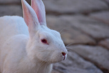 beautiful rabbit, Close-up of a white Rabbit