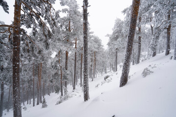 Naklejka premium Frozen forest, Sierra de Guadarrama, Madrid, Spain.