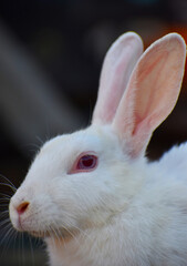 beautiful rabbit, Close-up of a white Rabbit