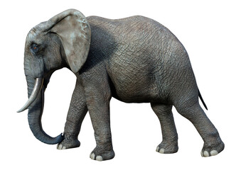 Fototapeta na wymiar 3D Rendering African Elephant on White
