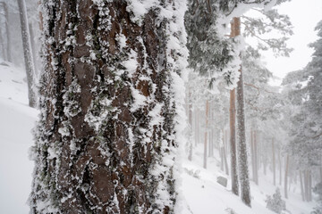 Obraz premium Frozen forest, Sierra de Guadarrama, Madrid, Spain.