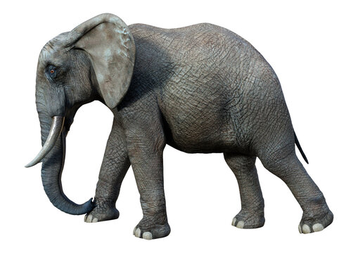 3D Rendering African Elephant on White