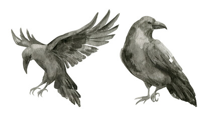 Watercolor illustration with black raven. Flying birds, crow. Wild birds.