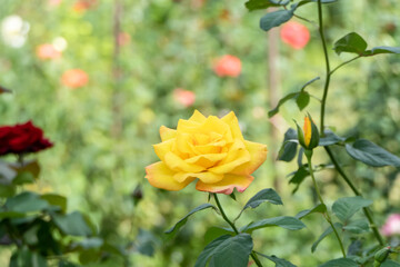 bright yellow rose in full bloom in the garden.