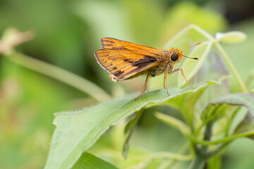 butterfly on a flower