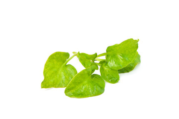 Top angle view of Sissoo spinach isolated on a white background, also known as Brazilian spinach, It is a vegetable that beneficial to the body. Healthy food.