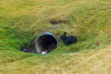 Close-up cute wild rabbits foraging in the grass. The Bunnies of Canmore, numerous feral rabbits that roam the town. Alberta, Canada.