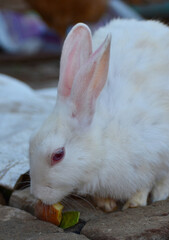 beautiful rabbit, Close-up of a white Rabbit
