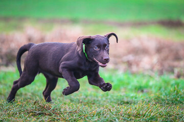 Junger brauner Labrador Welpe läuft auf einer Wiese