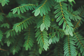 Urban Acacia leaves on branch. City park sunset. Toned