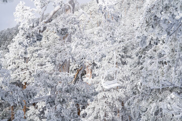 Frozen forest, Sierra de Guadarrama, Madrid, Spain.