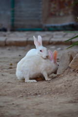 beautiful pair of a rabbit, close up 
