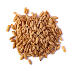 A pile of oat seeds isolated on white. Top view