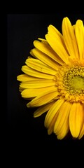 yellow gerber daisy