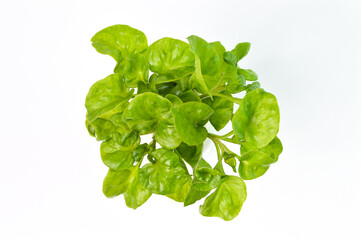 Sissoo spinach isolated on a white background, also known as Brazilian spinach, It is a vegetable that beneficial to the body. Healthy food.