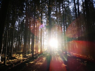 Sonnenaufgang im Wald