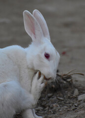 beautiful rabbit, Close-up of a white Rabbit