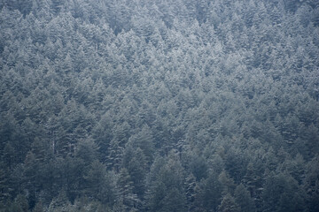 Pine forest covered with frost. Pine forest, Zlatibor, Serbia.
