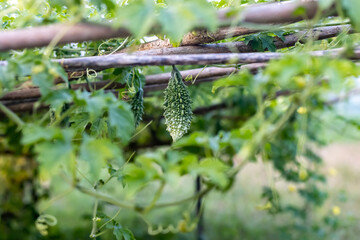 Fototapeta na wymiar Green bitter melon inside the agriculture farm hanging on the bamboo loft