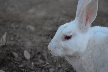 beautiful rabbit, Close-up of a white Rabbit
