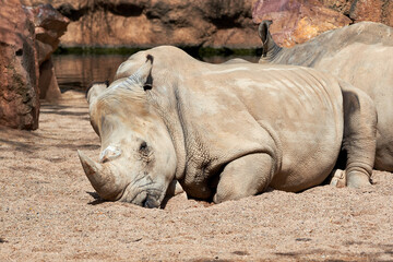 Fototapeta premium Beautiful portrait of a southern white rhinoceros on the ground with another specimen behind in a zoo in Valencia, Spain